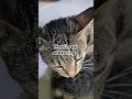 Download Lagu Jilat -jilat ,Mandi pagi original kucing #cat #cats#shorts #shortvideo