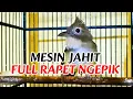 Download Lagu ⚪ FULL BESET KASAR‼️ MASTERAN CUCAK JENGGOT ISIAN MESIN JAHIT FULL NGEPIK JEDA RAPET #cucakjenggot