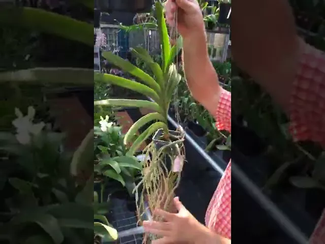 HIDRATAÇÃO DAS ORQUÍDEAS