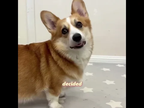 Her Dog Was Shedding Too Much… So She Created Something Amazing 😱🐕#pets #cute #funny #shorts
