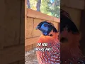 Lagu Mr Tragopan! You had me fooled #birdtrend #temminckstragopan #doyouunderstand #ytshorts #viral #real