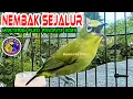 Download Lagu Masteran pleci nembak sejalur Suara Jernih Mudah Ditiru,, Masteran Pleci Terbaru 2023 Paling Dicari