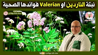 نبتة الناردين او Valerian فوائدها الصحية وطرق استعمالها مع الدكتور عماد ميراب Dr Imad Mizab 