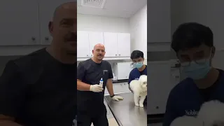 Let s Talk Ear Care With Dr Nenad Noble Vet Clinics