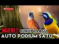 Download Lagu NGERI‼️ Cukup 2 lagu auto podium🔥 masteran cucak cungkok dan tepus kepala abu cocok buat murai batu