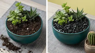 Truques fáceis de plantio para quem ama jardinagem