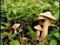 きのこ 「き、き、きのこ」 山野さと子