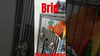Brid 