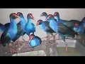 Download Lagu Apakah Burung Mandar Biru Tangkapan Alam liar Bisa di Teranak atai di jinakan..!! perlung