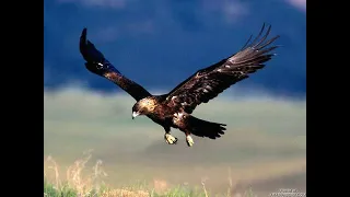 شيلة ياطير يا قرناس يا مبعد الحوم كلمات ذياب بن فايزبن عشق السبيعي اداء صوت قحطان 