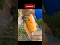 Download Lagu MANCING. Gak Nyangka Dapat Ikan Cantik