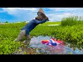 Download Lagu Catching Betta Fish And Wild Betta Fish At The Countryside, Unbelievable Catching (Episode 9)
