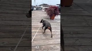 Good morning!! #Fyp #dream #doberman #pets #youtube