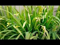 Yellow Iris Sword Grass Iris pseudacorus