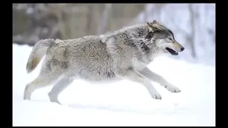 Radiohead All I Need Extended Outro Full Song Flashing Lights Warning 