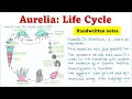 Download Lagu Aurelia | Levenscyclus