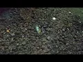 Is This Ghost Shrimp Molting or Dying