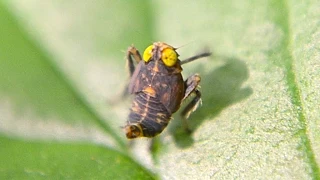 Dancing Insect