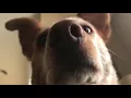 Snow nose and dogs