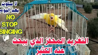 أتحداك تحدي اذا كناري لم يغرد مع هذا التحفيز المزلزل               دندنها