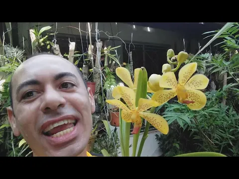 CULTIVANDO ORQUÍDEA VANDA EM CASA DICAS