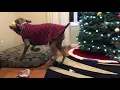 Weimaraner Lab Playing with New Christmas Toys