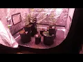 Ethos genetics marijuana plants