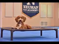 Winston Goldendoodle Puppy Camp Dog Training Demonstration