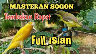 Download SOGON GACOR NEMBAK RAPAT Isian Kenari cocok buat Masteran sogon bahan atau sogon ijoan MP3