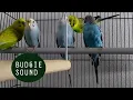 Burung Parkit Gacor /Bermain (10 Menit)/Budgies Sounds