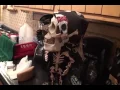 Toy Skeleton haunted and possessed - This Is Demonic Crazy