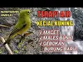 Download Lagu TERAPI AIR UNTUK KECIAL KUNING MACET#MASTERAN KECIAL MACET