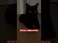 Do you still love me? Can I get a like? #catlovers #yinyangwhiskers #viral