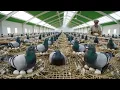 How to Raise Pigeons for Meat and Eggs - Pigeon Farming