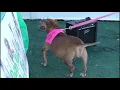 Ruft s Rescue Dog Show 2018