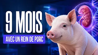 Il vit 9 mois avec un rein de porc, puis reçoit un rein humain.