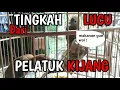 Download Lagu Pelatuk Kijang Gacor | Tingkah lucu pelatuk kijang