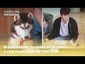 Download Lagu [ESP SUB] Dogs are incredible: Enseñándole modales en la mesa a una Husky con SEVENTEEN | KBS 211025