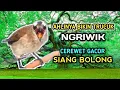 Download Lagu KICAU SUARA TRUCUKAN NGRIWIK GACOR ISIAN ! seketika jadikan trucuk yg malas bunyi jadi gacor
