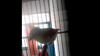 pleci sniper rio prawira avenggers