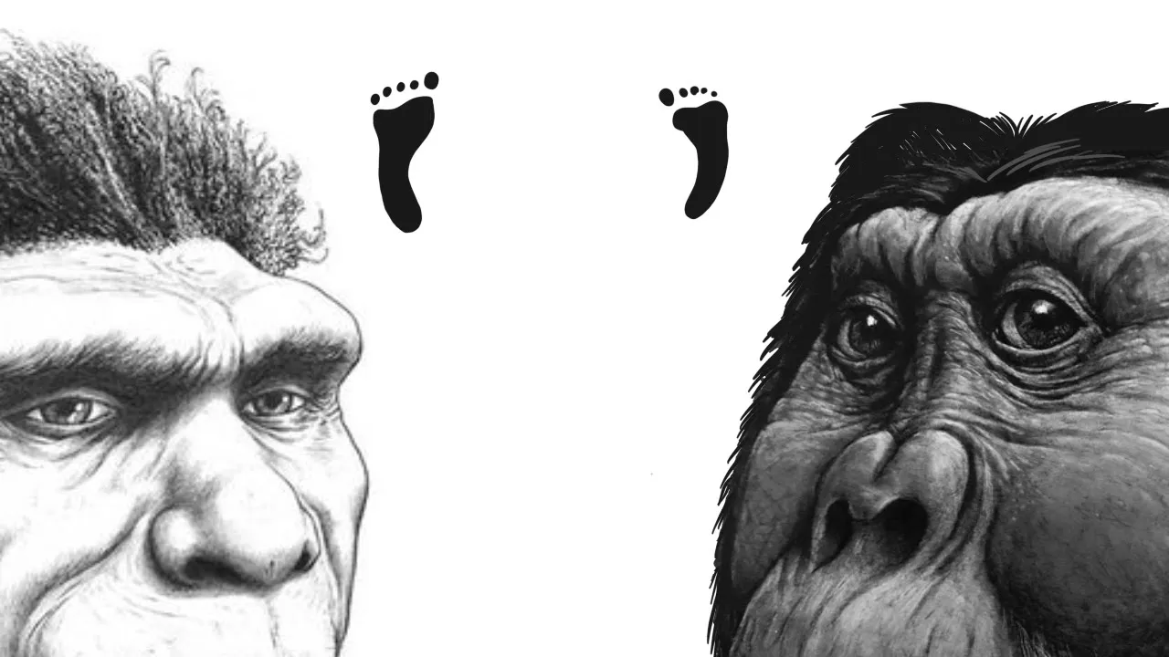 1.5-Million-Year-Old Footprints Reveal Hominin Encounters