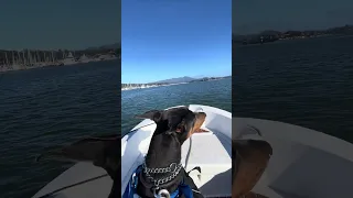 Good morning!! Hope you have a great day !! #Fyp #dream #YouTube #doberman #pets