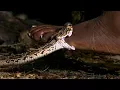 Viper Bite in Slow Mo BBC Earth