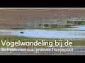 Download Lagu Vogelwandeling bij de Banken met o.a. de grauwe franjepoot #1626
