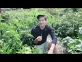 Reasons Why Your Jalapenos are Turning Black or Purple and Not Red