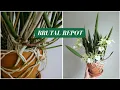 Download Lagu This Cattleya Orchid Repot Was Brutal… (Then vs. Now)