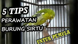 Download Tips perawatan burung sirtu MP3