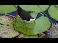 Download Lagu White-breasted Waterhen (Amaurornis phoenicurus)