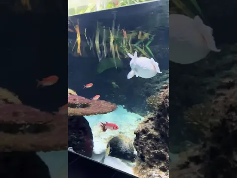 Šareni svet akvarijuma:Ribice u svoj svojoj lepoti🐟🐠#findingnemo #nemo #tropicalfish #okinawa