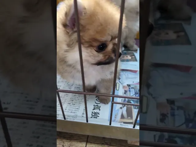 動画